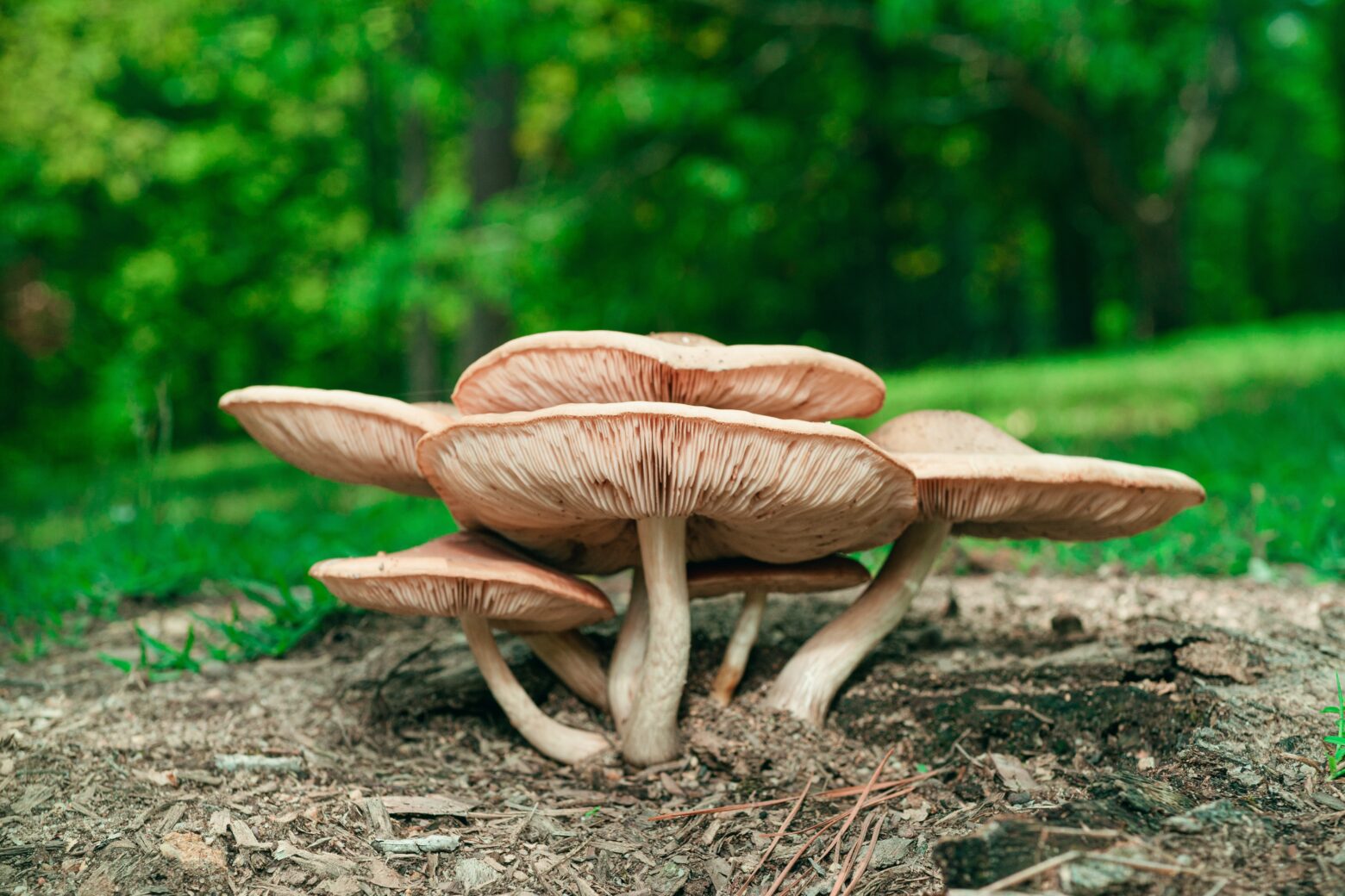 What Are Mushroom Supplements Good For Your Skin, Brain And Bones